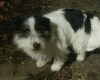 Jack Russell