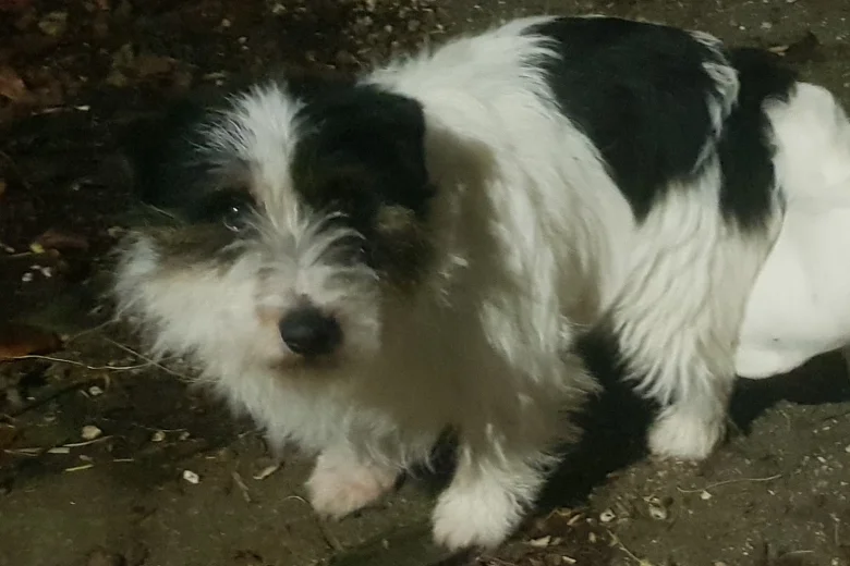 Jack Russell