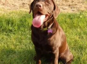 Labrador Retriever