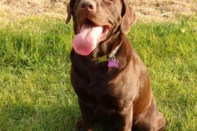 Labrador Retriever