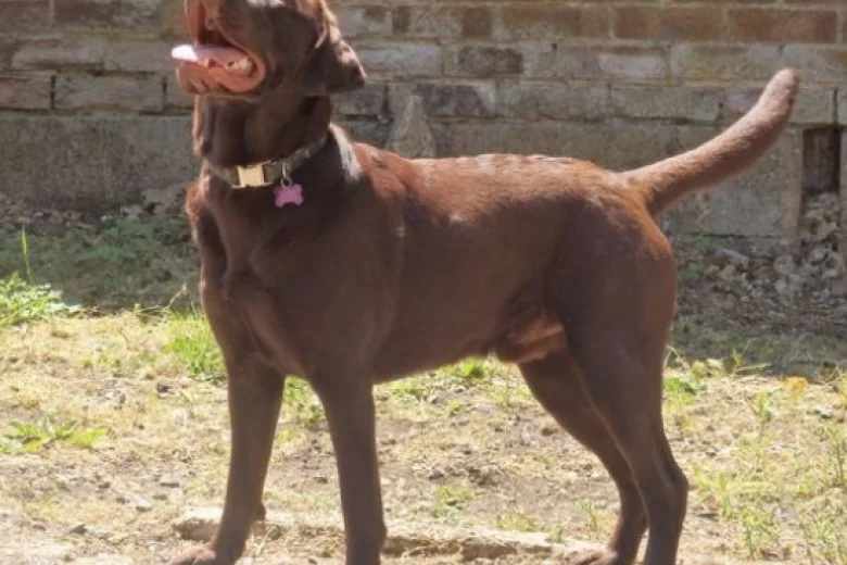 Labrador Retriever