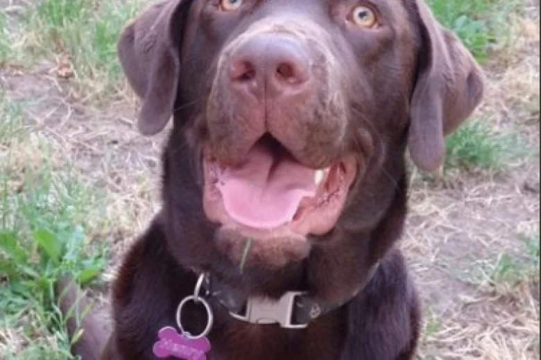 Labrador Retriever
