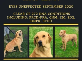 Labrador Retriever