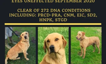 Labrador Retriever