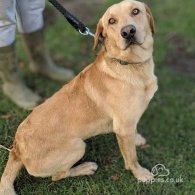 Labrador Retriever