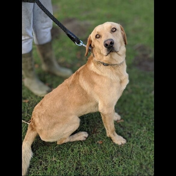 Labrador Retriever