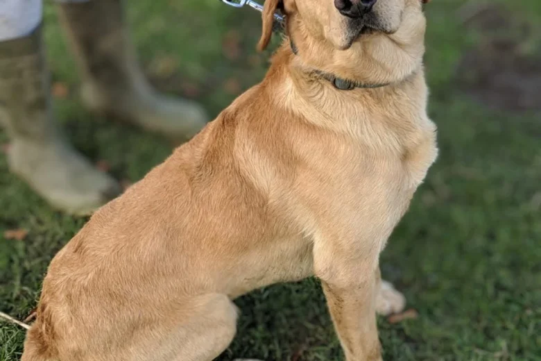 Labrador Retriever