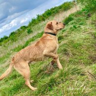 Labrador Retriever