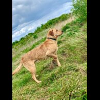 Labrador Retriever