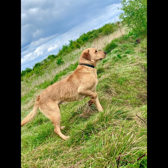 Labrador Retriever