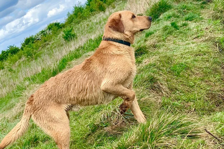 Labrador Retriever