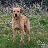 Labrador Retriever