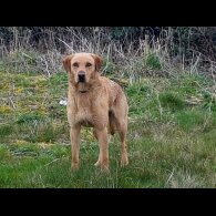 Labrador Retriever