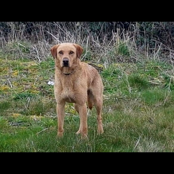 Labrador Retriever