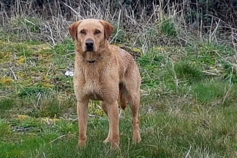 Labrador Retriever