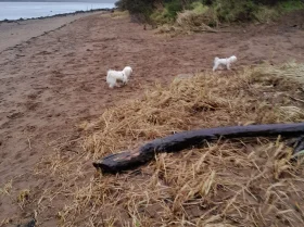 Maltese