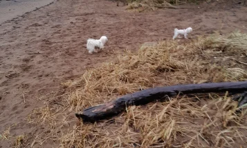 Maltese