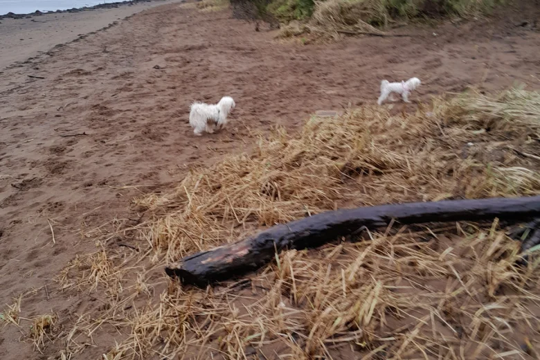 Maltese