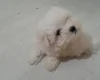 Maltese