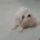 Maltese