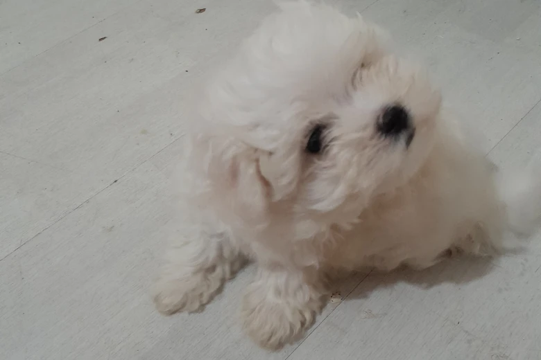 Maltese
