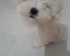 Maltese