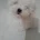 Maltese