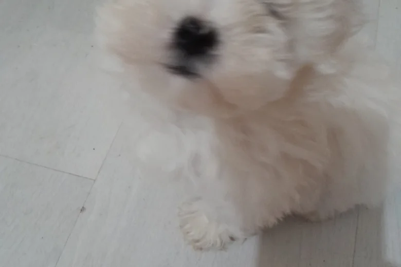 Maltese