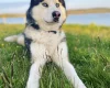Siberian Husky