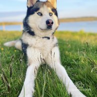 Siberian Husky