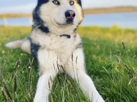 Siberian Husky