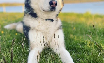 Siberian Husky