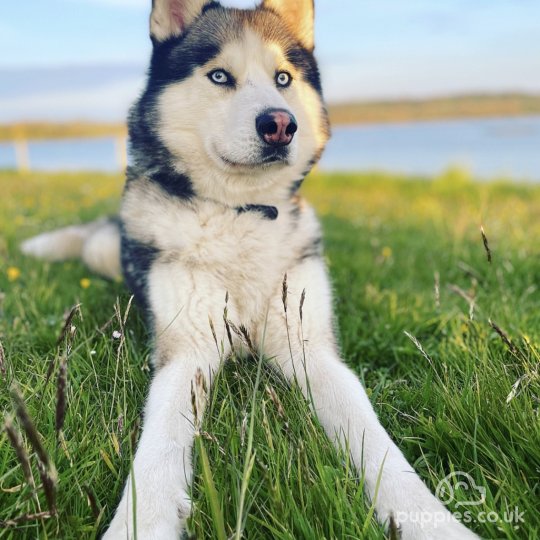 Siberian Husky