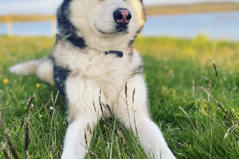 Siberian Husky