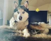 Siberian Husky