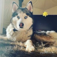 Siberian Husky