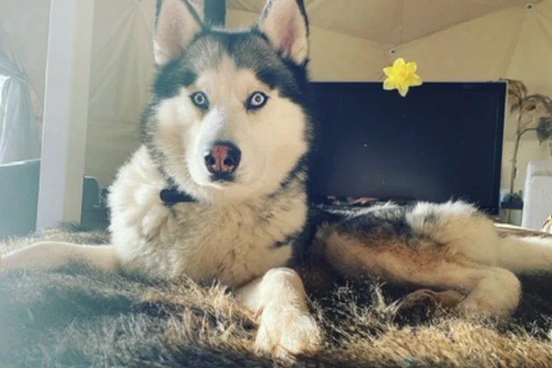 Siberian Husky