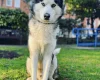 Siberian Husky