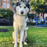 Siberian Husky