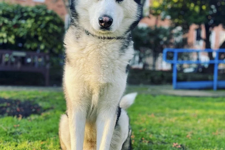 Siberian Husky