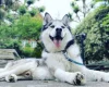 Siberian Husky