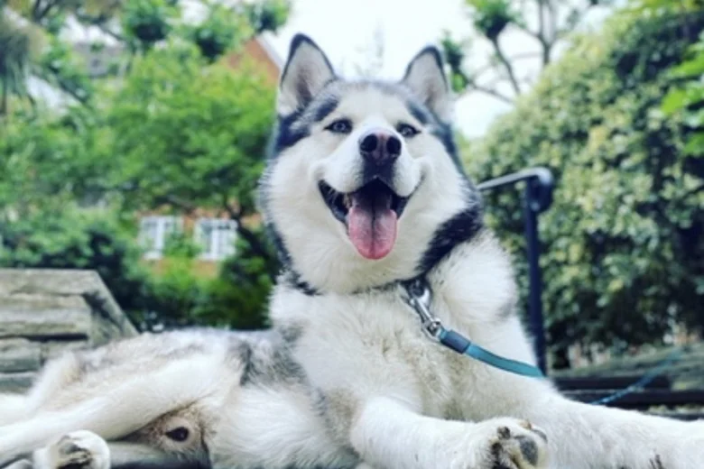 Siberian Husky