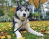 Siberian Husky