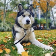 Siberian Husky