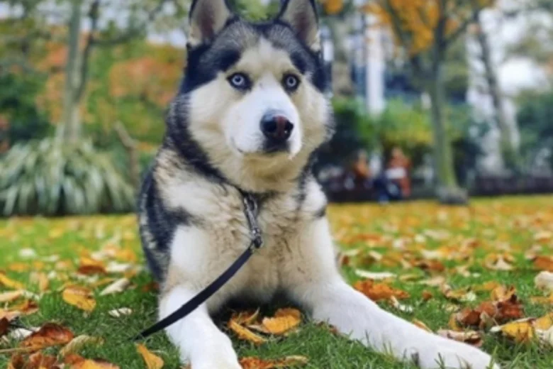 Siberian Husky