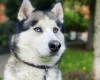 Siberian Husky