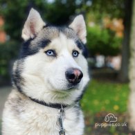 Siberian Husky