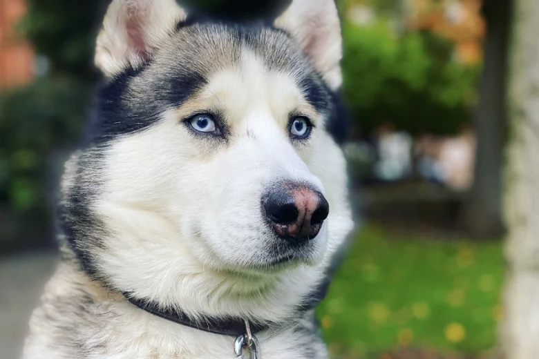 Siberian Husky
