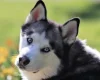 Siberian Husky