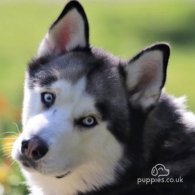 Siberian Husky